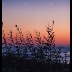 Meet your Posher, Isabella